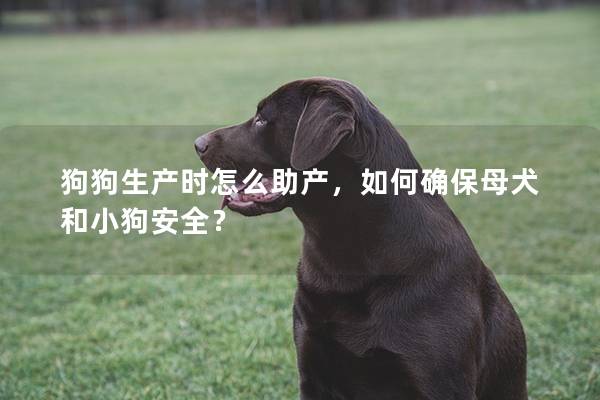 狗狗生產時怎么助產，如何確保母犬和小狗安全？