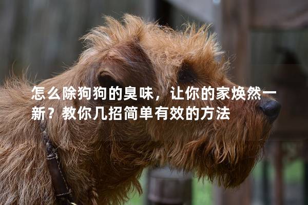 怎么除狗狗的臭味，讓你的家煥然一新？教你幾招簡單有效的方法