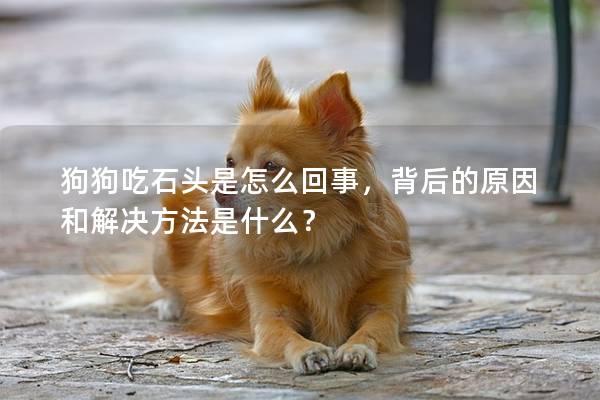 狗狗吃石頭是怎么回事，背后的原因和解決方法是什么？