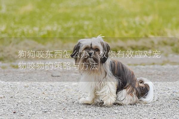 狗狗咬東西怎么辦？教你有效應對寵物咬物的策略與方法