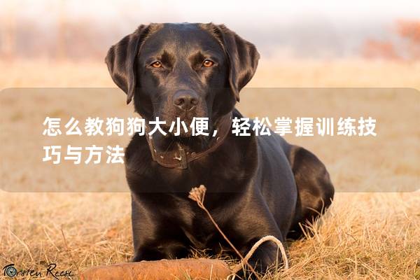 怎么教狗狗大小便，輕松掌握訓練技巧與方法