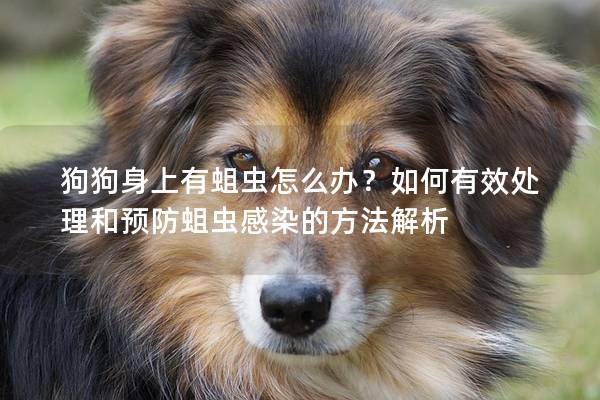 狗狗身上有蛆蟲怎么辦？如何有效處理和預(yù)防蛆蟲感染的方法解析