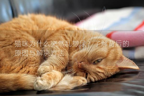 貓咪為什么突然亂撒尿？了解背后的原因與解決方法