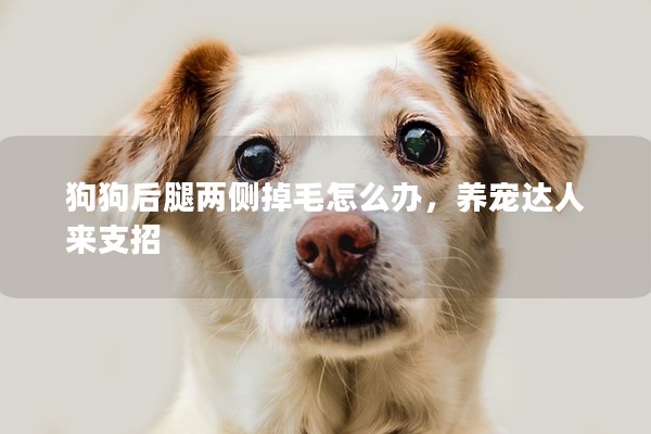 狗狗后腿兩側掉毛怎么辦，養寵達人來支招
