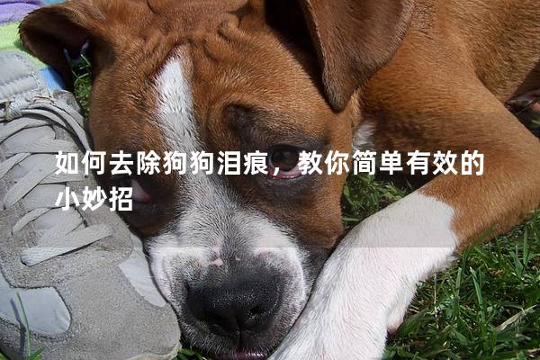 如何去除狗狗淚痕，教你簡單有效的小妙招