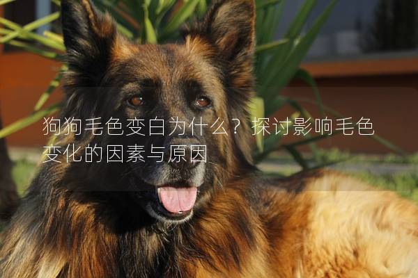 狗狗毛色變白為什么？探討影響毛色變化的因素與原因