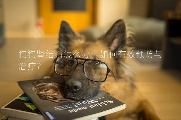 狗狗腎結石怎么辦，如何有效預防與治療？