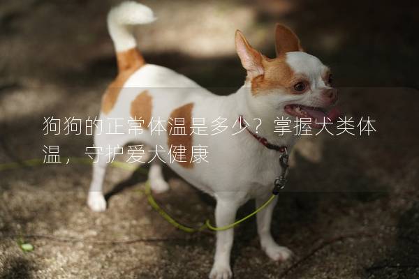 狗狗的正常體溫是多少？掌握犬類體溫，守護(hù)愛犬健康