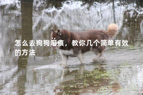 怎么去狗狗淚痕，教你幾個簡單有效的方法