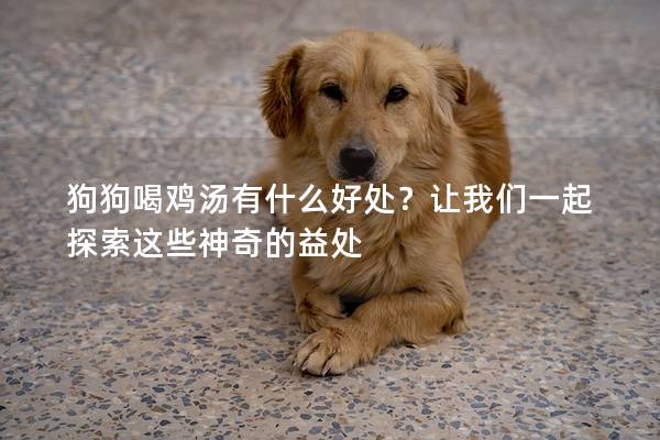 狗狗喝雞湯有什么好處？讓我們一起探索這些神奇的益處