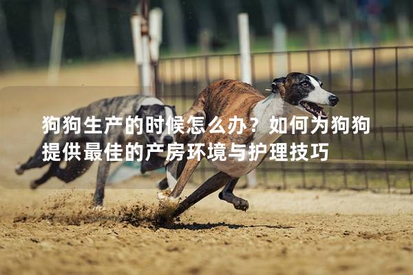 狗狗生產的時候怎么辦？如何為狗狗提供最佳的產房環境與護理技巧