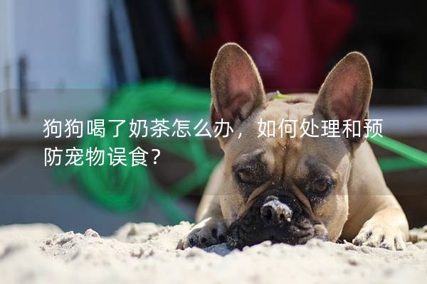 狗狗喝了奶茶怎么辦，如何處理和預防寵物誤食？