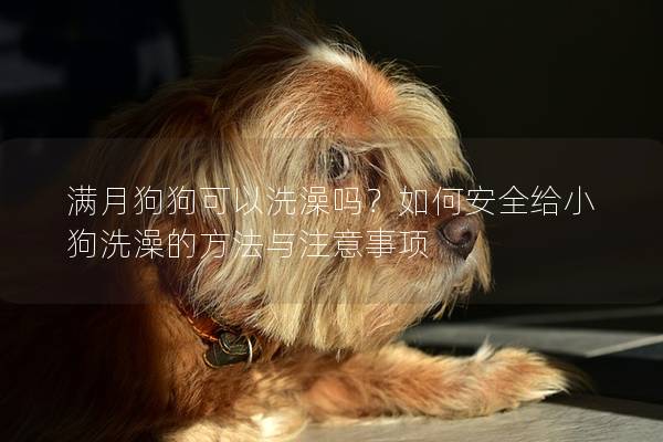 滿月狗狗可以洗澡嗎?如何安全給小狗洗澡的方法與注意事項 滿月狗狗可以洗澡嗎?如何安全給小狗洗澡的方法與注意事項