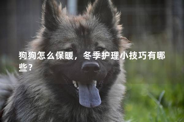 狗狗怎么保暖，冬季護理小技巧有哪些？