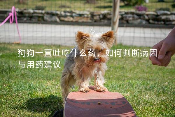 狗狗一直吐吃什么藥，如何判斷病因與用藥建議