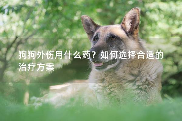 狗狗外傷用什么藥？如何選擇合適的治療方案