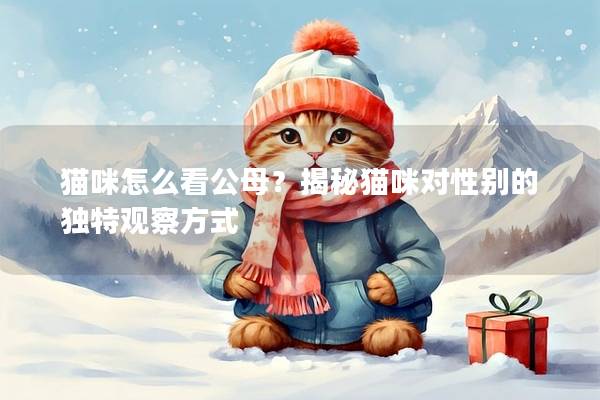 貓咪怎么看公母？揭秘貓咪對性別的獨特觀察方式