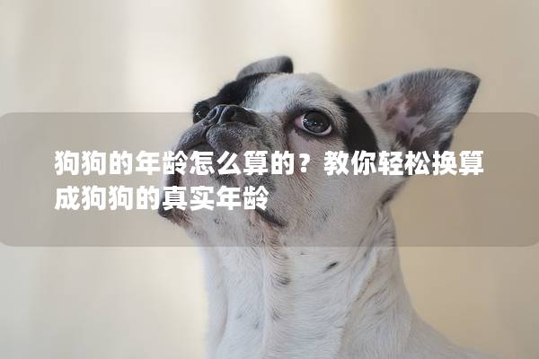 狗狗的年齡怎么算的？教你輕松換算成狗狗的真實年齡