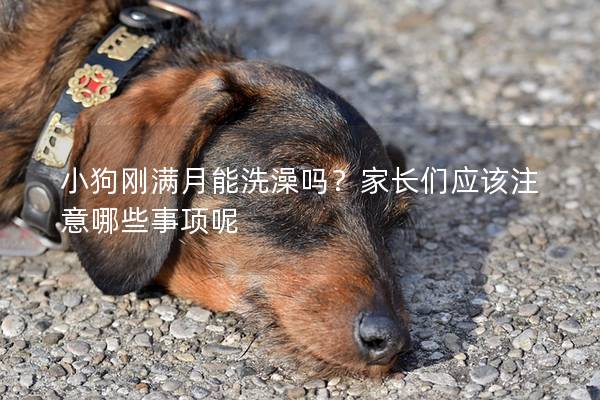 小狗剛滿月能洗澡嗎？家長們應該注意哪些事項呢