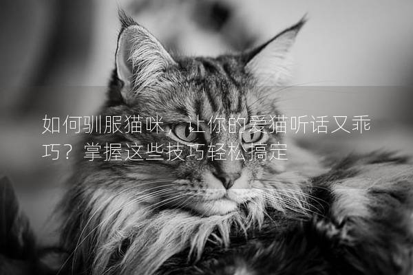 如何馴服貓咪，讓你的愛貓聽話又乖巧？掌握這些技巧輕松搞定