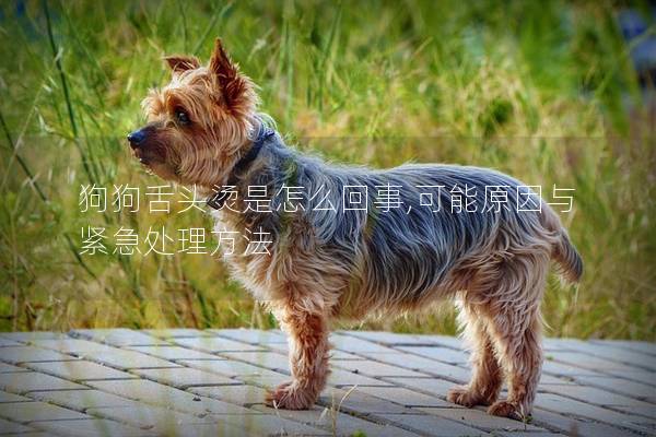 狗狗舌頭燙是怎么回事,可能原因與緊急處理方法