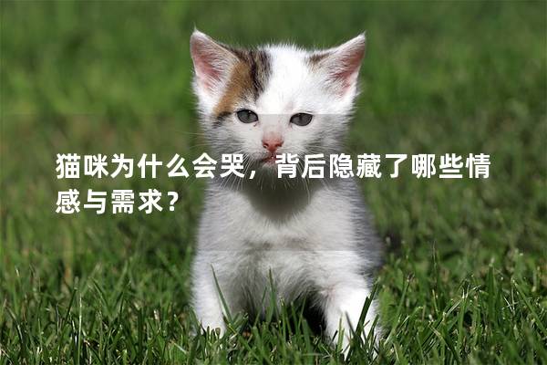 貓咪為什么會哭，背后隱藏了哪些情感與需求？