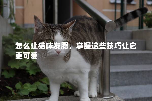 怎么讓貓咪發腮，掌握這些技巧讓它更可愛
