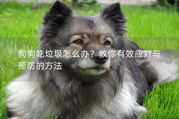 狗狗吃垃圾怎么辦？教你有效應對與預防的方法