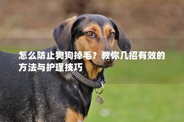 怎么防止狗狗掉毛？教你幾招有效的方法與護(hù)理技巧