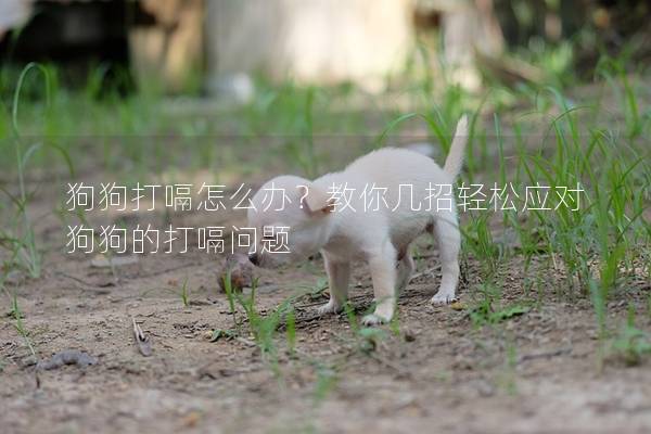 狗狗打嗝怎么辦？教你幾招輕松應對狗狗的打嗝問題