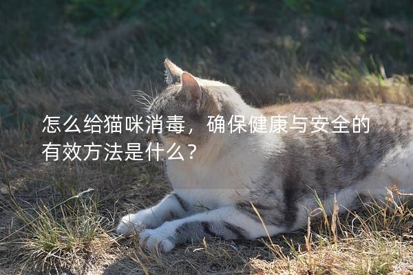 怎么給貓咪消毒，確保健康與安全的有效方法是什么？