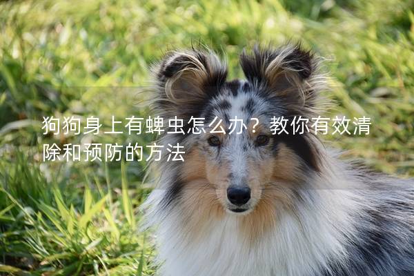 狗狗身上有蜱蟲怎么辦?教你有效清除和預防的方法 狗狗身上有蜱蟲怎么辦?教你有效清除和預防的方法