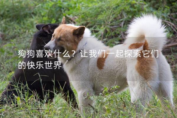 狗狗喜歡什么?讓我們一起探索它們的快樂世界 狗狗喜歡什么?讓我們一起探索它們的快樂世界