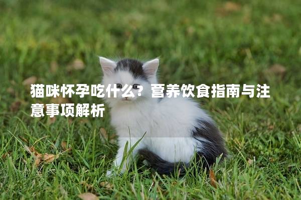 貓咪懷孕吃什么？營養飲食指南與注意事項解析