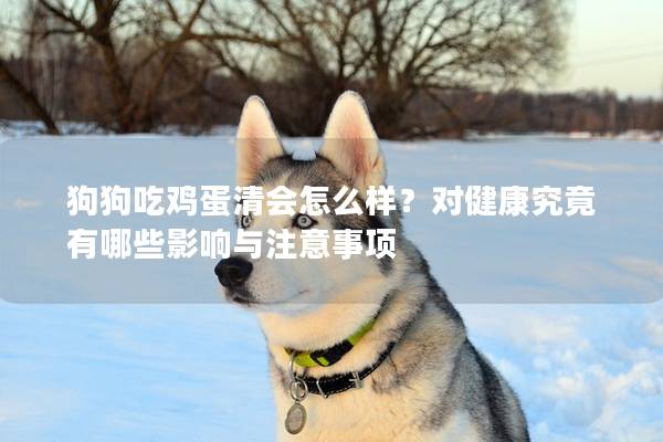 狗狗吃雞蛋清會怎么樣?對健康究竟有哪些影響與注意事項 狗狗吃雞蛋清會怎么樣?對健康究竟有哪些影響與注意事項