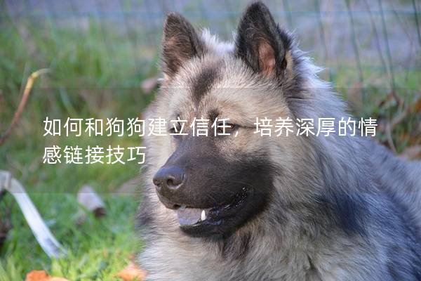 如何和狗狗建立信任,培養深厚的情感鏈接技巧 如何和狗狗建立信任,培養深厚的情感鏈接技巧