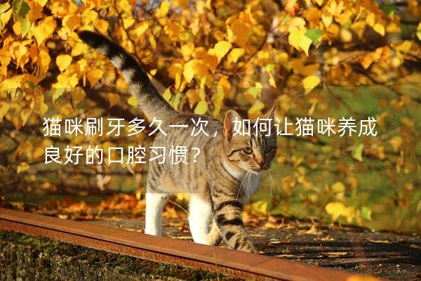 貓咪刷牙多久一次，如何讓貓咪養成良好的口腔習慣？