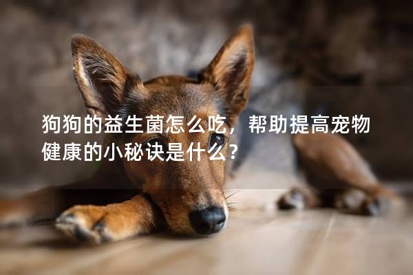 狗狗的益生菌怎么吃，幫助提高寵物健康的小秘訣是什么？