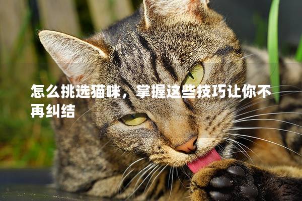 怎么挑選貓咪，掌握這些技巧讓你不再糾結