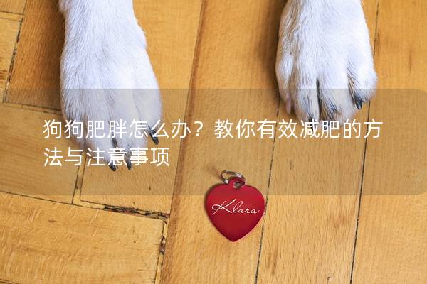 狗狗肥胖怎么辦？教你有效減肥的方法與注意事項(xiàng)