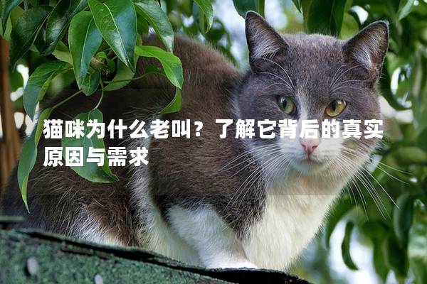 貓咪為什么老叫？了解它背后的真實原因與需求