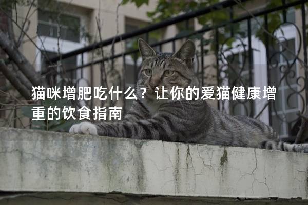 貓咪增肥吃什么?讓你的愛貓健康增重的飲食指南 貓咪增肥吃什么?讓你的愛貓健康增重的飲食指南