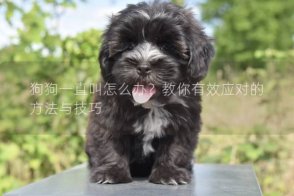 狗狗一直叫怎么辦？教你有效應對的方法與技巧