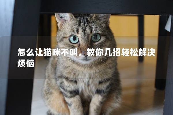 怎么讓貓咪不叫，教你幾招輕松解決煩惱