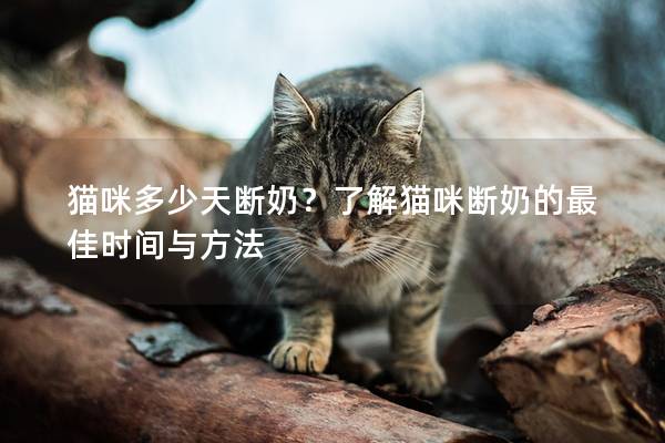 貓咪多少天斷奶？了解貓咪斷奶的最佳時(shí)間與方法