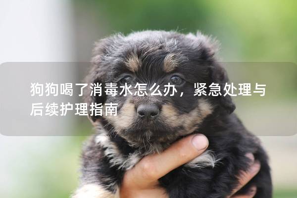 狗狗喝了消毒水怎么辦，緊急處理與后續(xù)護(hù)理指南