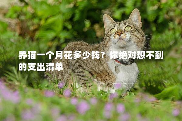養(yǎng)貓一個(gè)月花多少錢?你絕對(duì)想不到的支出清單 養(yǎng)貓一個(gè)月花多少錢?你絕對(duì)想不到的支出清單