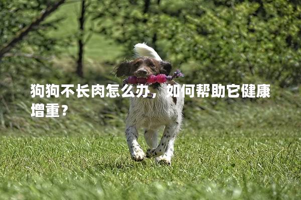 狗狗不長肉怎么辦，如何幫助它健康增重？