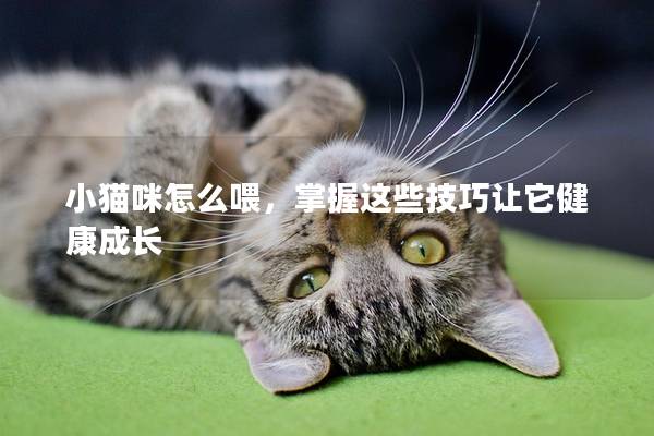小貓咪怎么喂，掌握這些技巧讓它健康成長