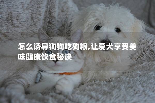怎么誘導(dǎo)狗狗吃狗糧,讓愛犬享受美味健康飲食秘訣